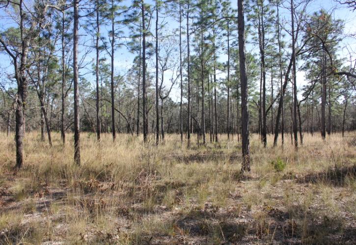 pine trees stand amidst golden grasses under a blue sky